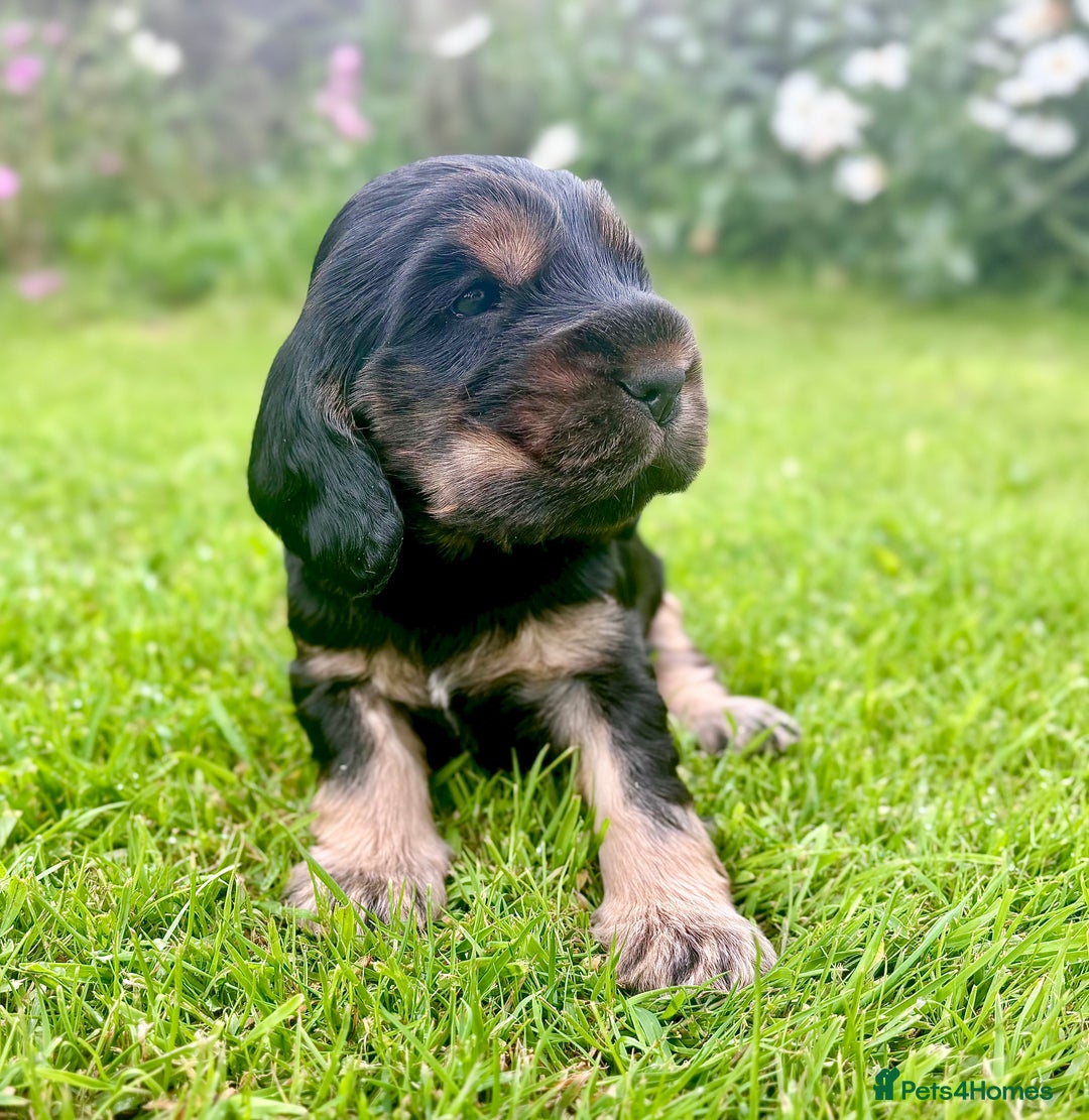 Cocker Spaniel dogs for sale: Gorgeous show type cocker spaniels - Image 4