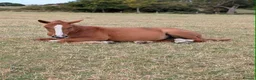 Irish Cob horses for sale: 4yo Chestnut Mare - Advert 2