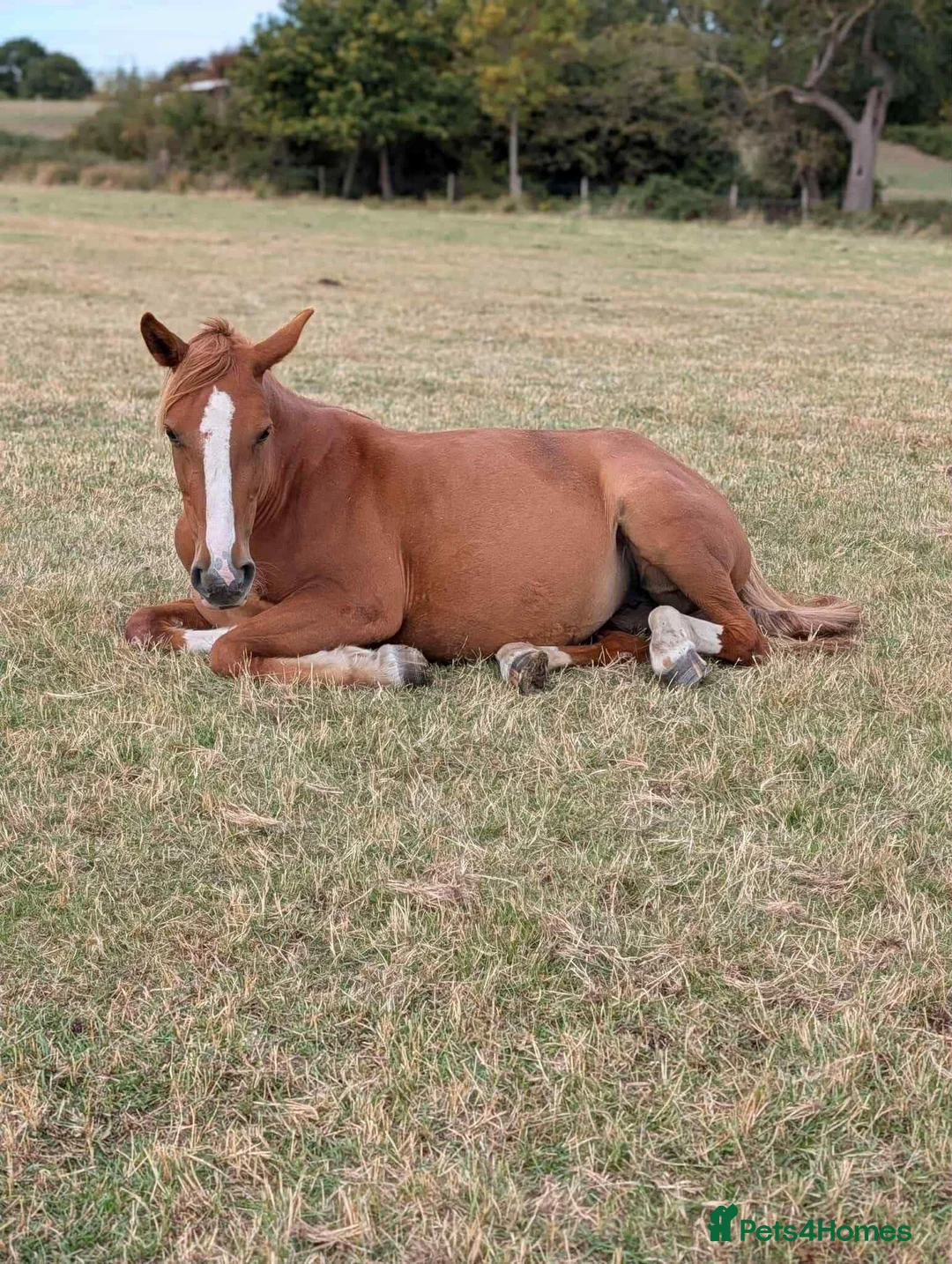 Irish Cob horses for sale: 4yo Chestnut Mare - Advert 2
