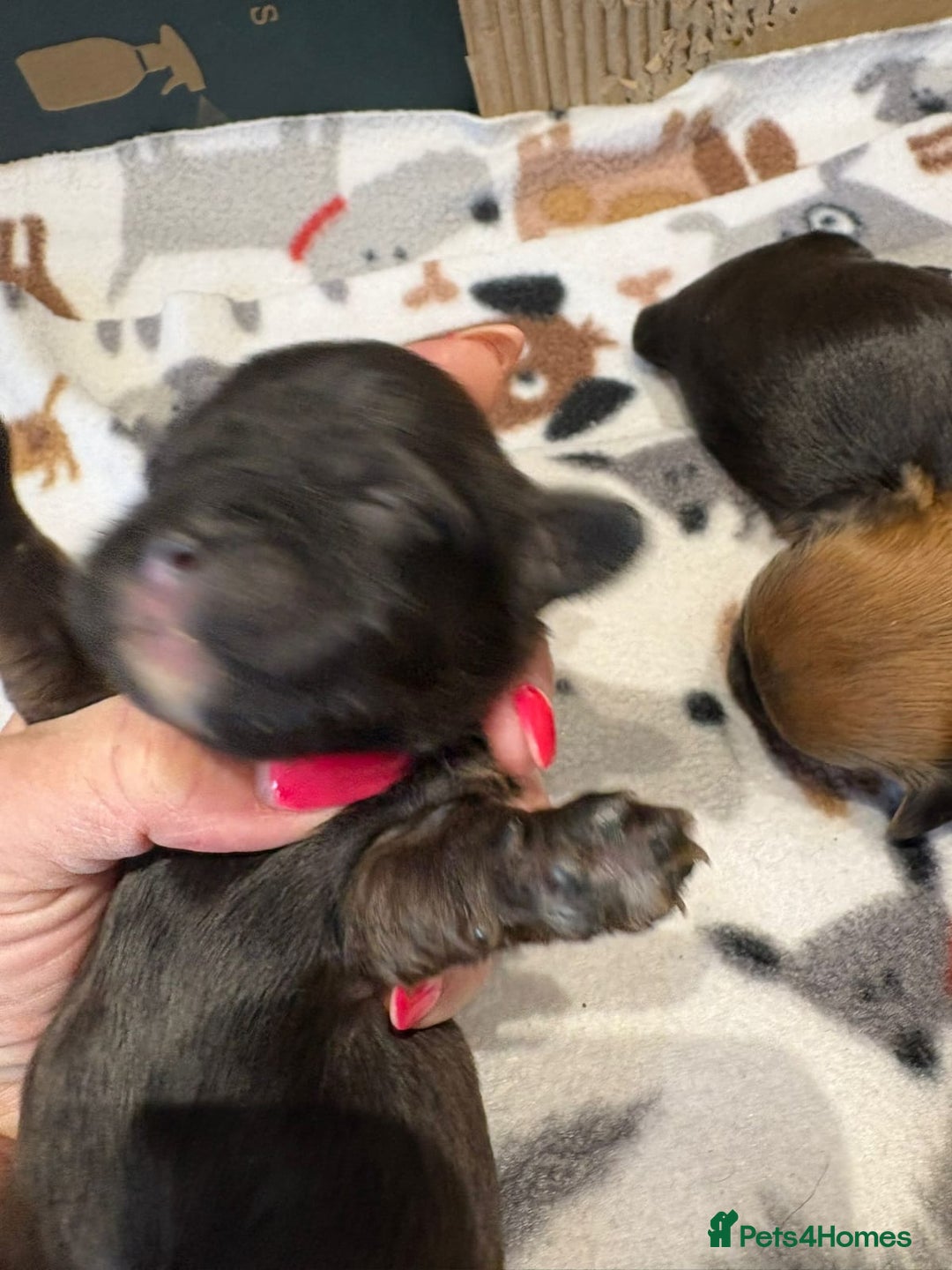 Shihpoo dogs for sale: BEAUTIFUL SHIHPOO PUPPIES - Advert 11