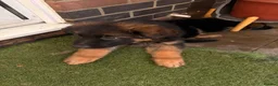 German Shepherd dogs for sale: German Shepard puppies for sales  - Advert 16