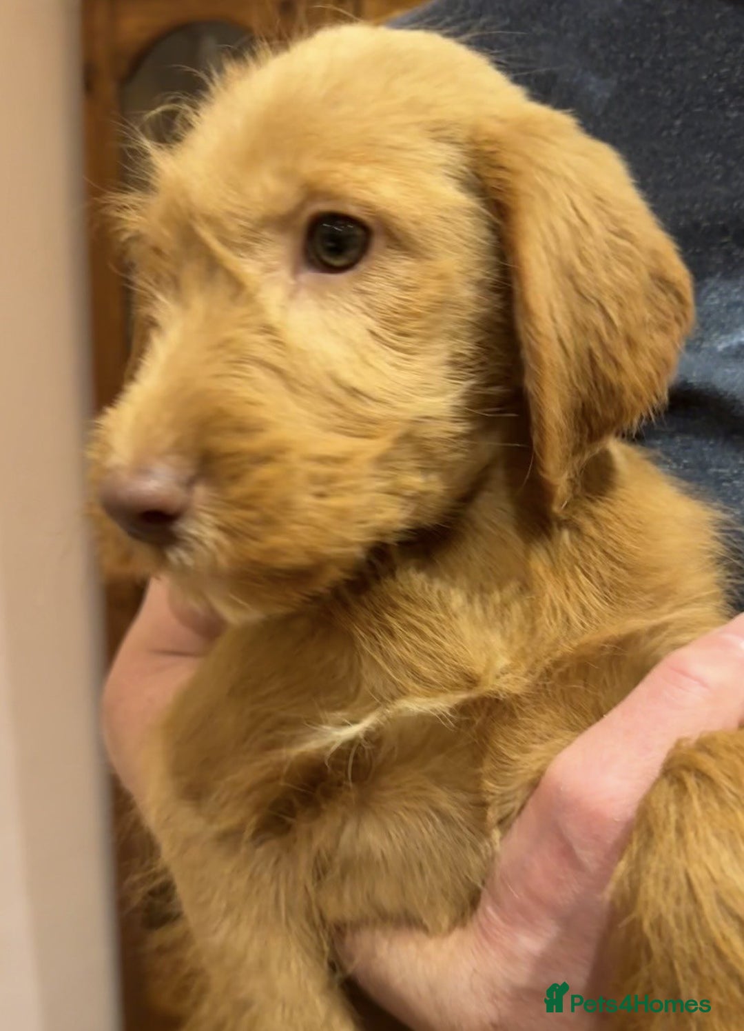 Labradoodle dogs for sale: 5* Fully Vaccinated Australian Labradoodle x Lab - Advert 29