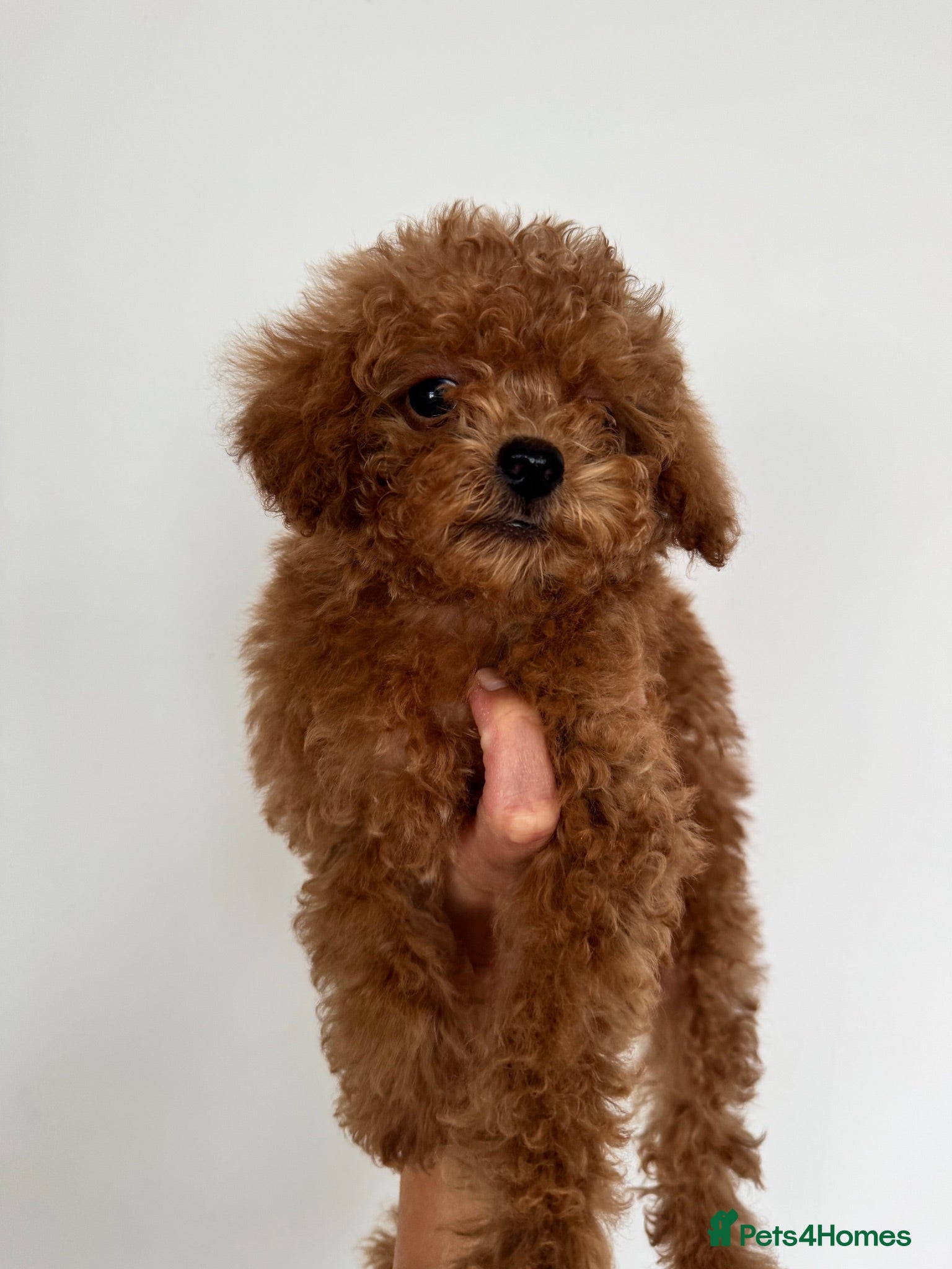 Toy Poodle dogs 🧸Last Asian Poodle Boy DNA Tested READY NOW🧬  - Advert 2