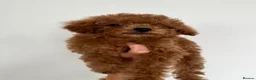 Toy Poodle dogs for sale: 🧸Asian Poodle Girl Health Tested Parents🧸 - Advert 11