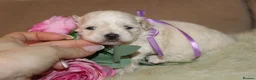 Maltipoo dogs for sale: True Mini Maltipoo F1 Puppies – Babyface Girls - Advert 13