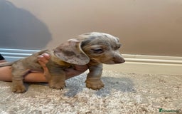 Miniature Dachshund dogs for sale: KC Registered Miniature Dachshund - 2 Boys Left! - Image 14