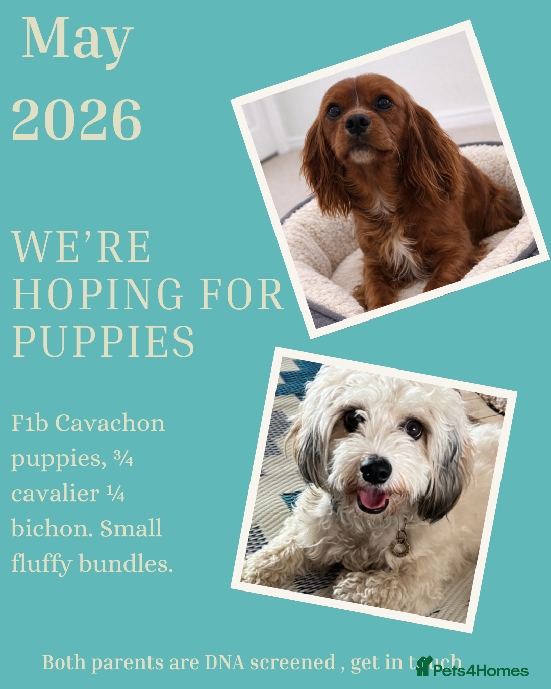 Cavachon dogs Health Screened litter of F1B Cavachons  - Advert 3