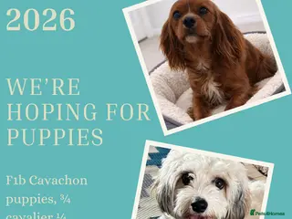 Cavachon dogs Health Screened litter of F1B Cavachons - Advert 2