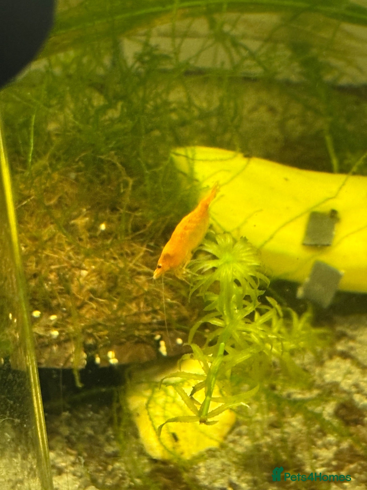 Mixed Breed invertebrates 120l tank cabinet and 8 shrimp  - Advert 1