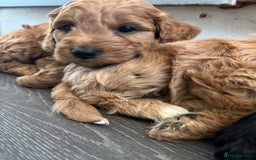 Cockapoo dogs for sale: Cockapoo puppies F1B - Image 31