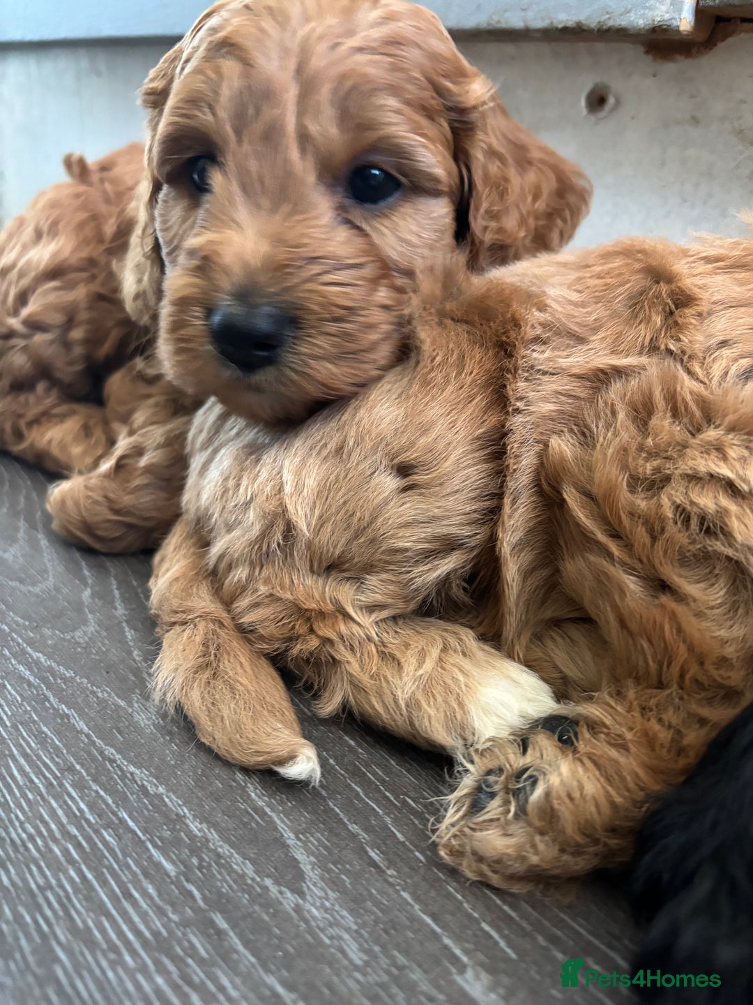 Cockapoo dogs for sale: Cockapoo puppies F1B - Image 31