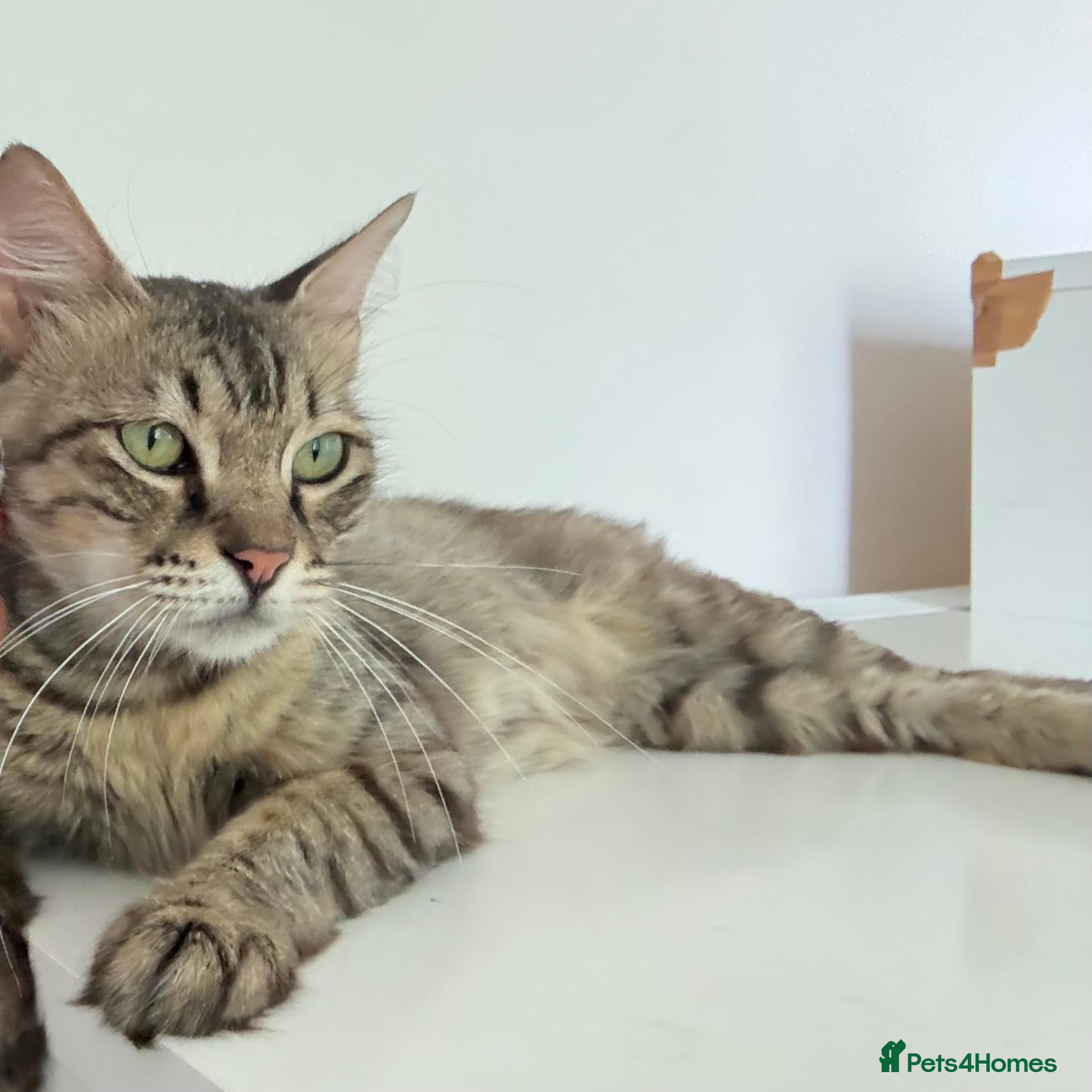 Domestic Shorthair cats  1-YEAR-OLD TABBY LOOKING FOR A FOREVER HOME 🐾💗 - Advert 15
