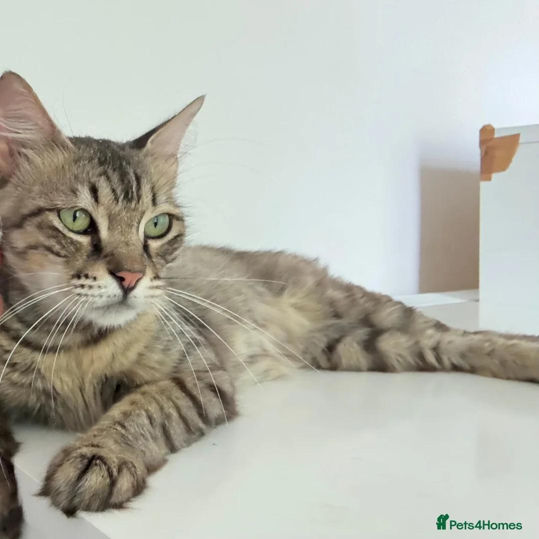 Domestic Shorthair cats for sale:  1-YEAR-OLD TABBY LOOKING FOR A FOREVER HOME 🐾💗 - Advert 1