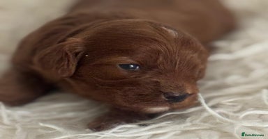 Cavapoo dogs - Advert 9