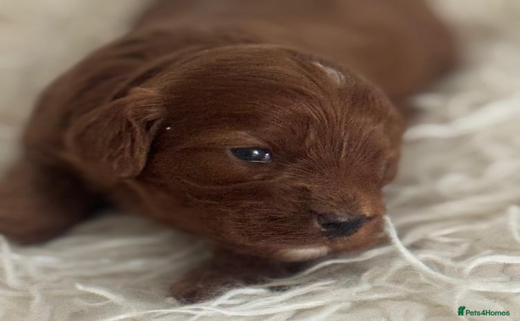 Cavapoo dogs - Advert 2