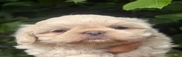 Shih Tzu dogs for sale: Stunning shihtzus  - Advert 10