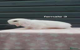 Mini Lop rabbits for sale: Gorgeous mini lop rabbits ready now  - Image 6