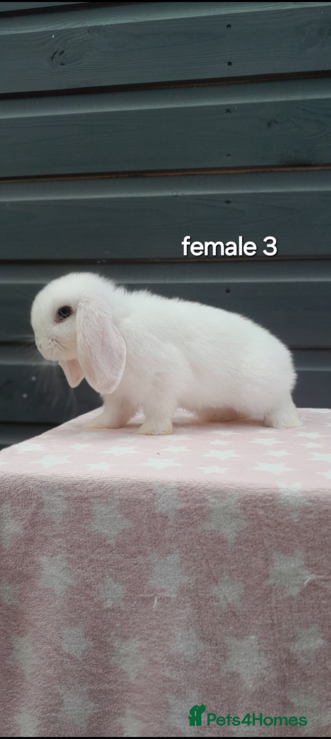 Mini Lop rabbits for sale: Gorgeous mini lop rabbits ready now  - Image 6