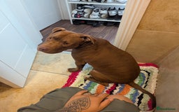 American Bull Staffy dogs for sale: Sweet Bully needs a home - Advert 7