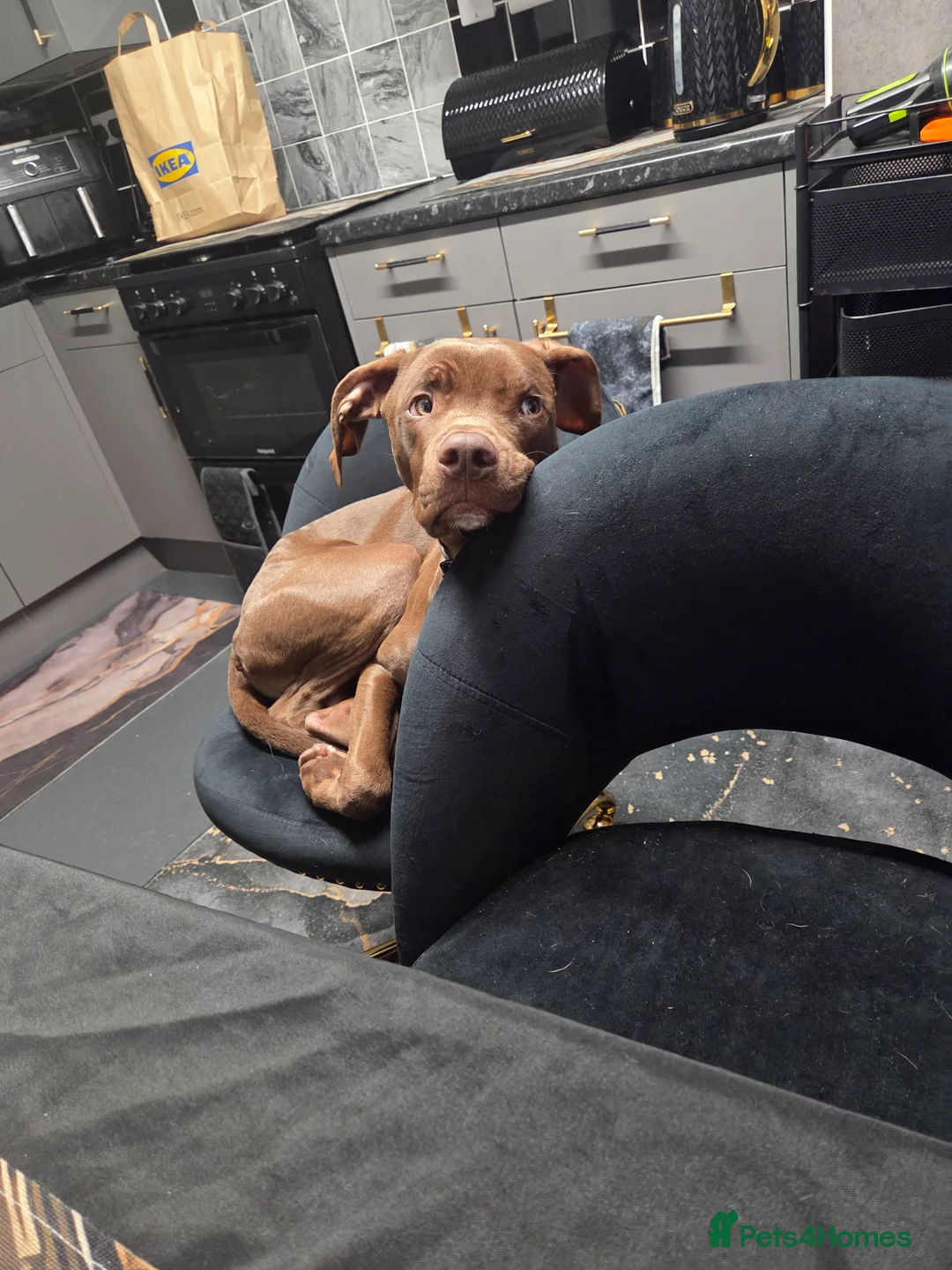 Mixed Breed dogs for sale: Beautiful boy in London - Advert 2
