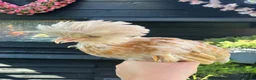 Chickens poultry for sale: Polish bantams - Advert 4