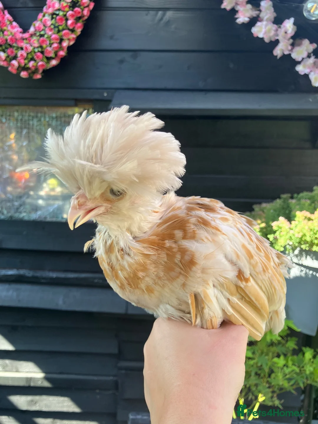 Chickens poultry for sale: Polish bantams - Advert 4