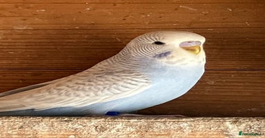 Budgerigars birds - Advert 3