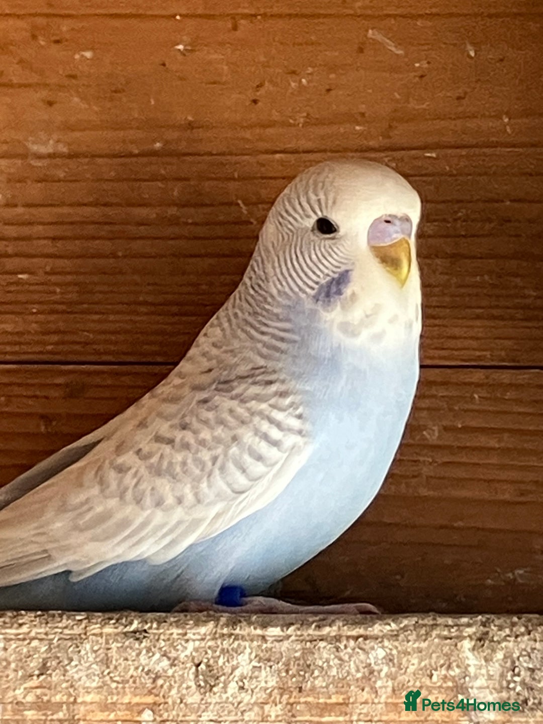 Budgerigars birds for sale: Aviary bred budgies for sale . - Image 2