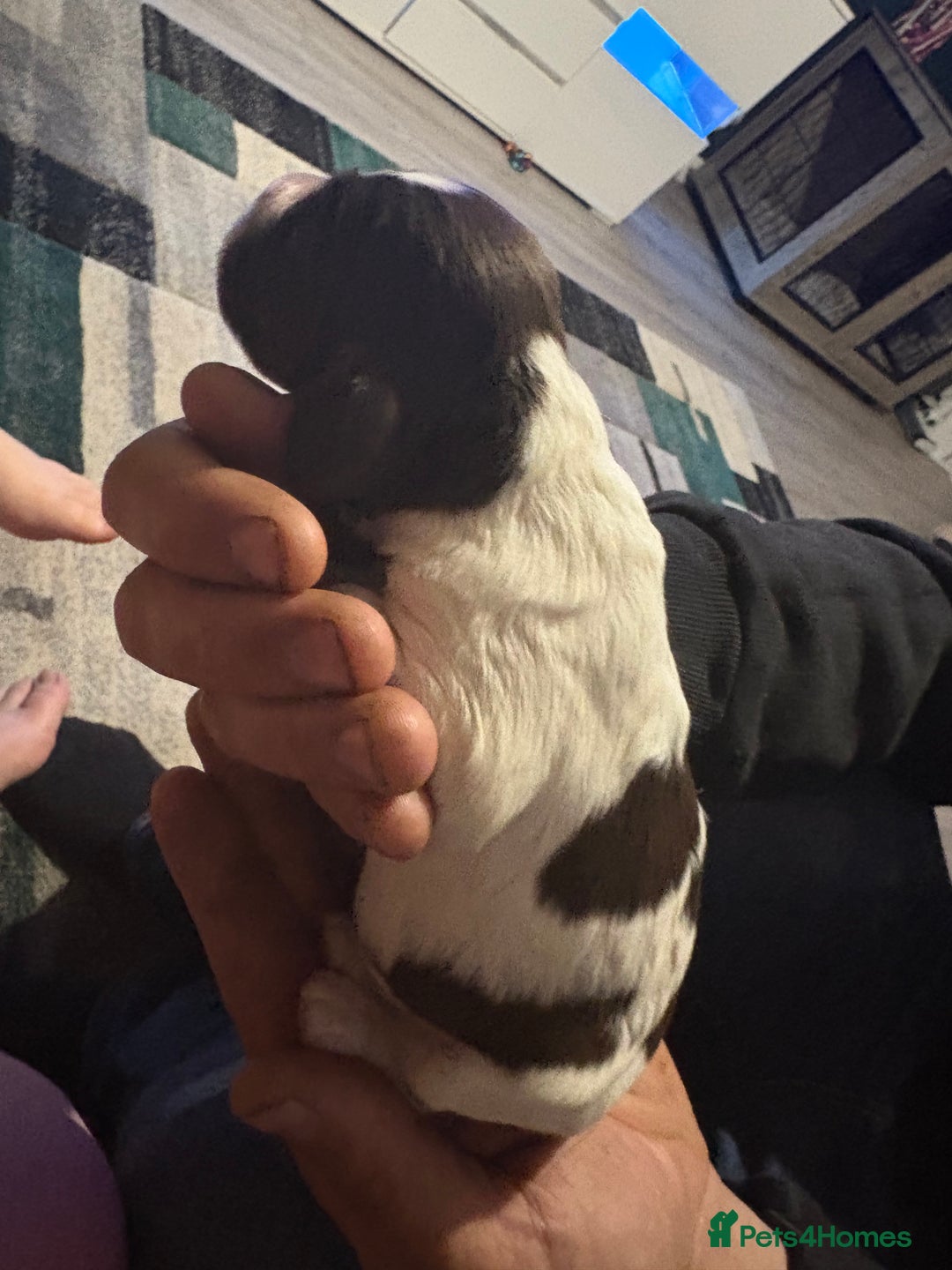 Cockerdor dogs for sale: Cockerdors  - Advert 19