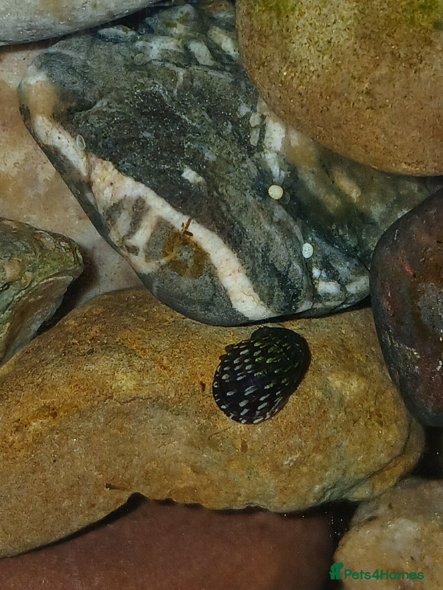 Snails fish Snails true fresh water nerite  - Advert 6