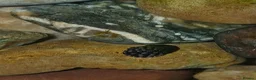 Snails fish for sale: Snails true fresh water nerite  - Advert 1