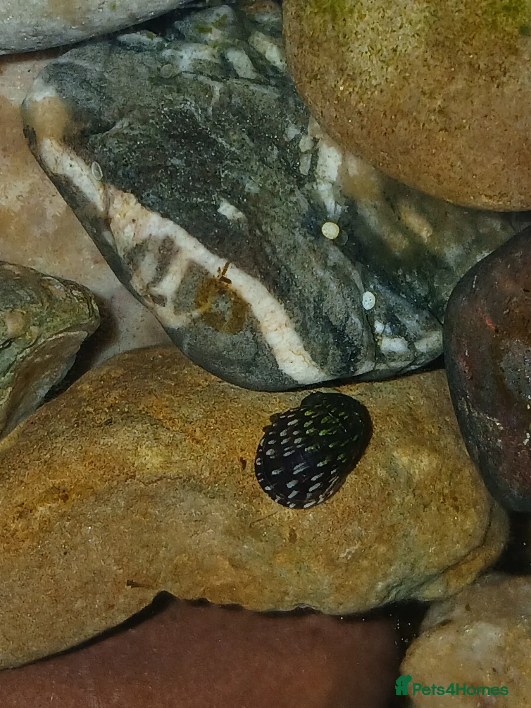 Snails fish for sale: Snails true fresh water nerite  - Advert 1