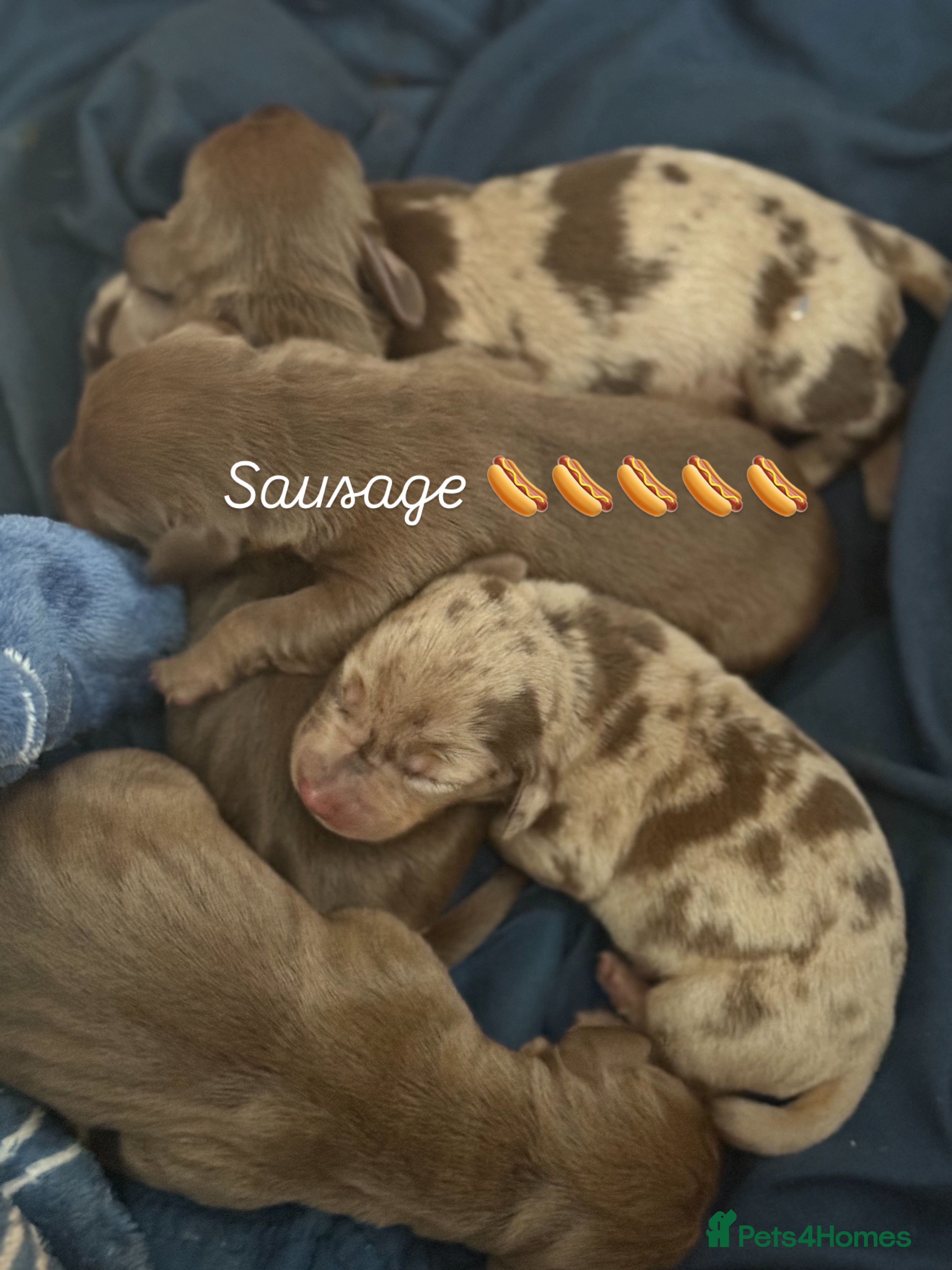 Dachshund dogs 🌭🌭🌭🌭🌭🌭🌭little dachshunds🌭🌭🌭🌭🌭  - Advert 5