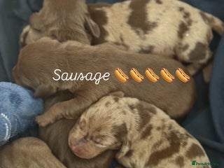 Dachshund dogs - Advert 8
