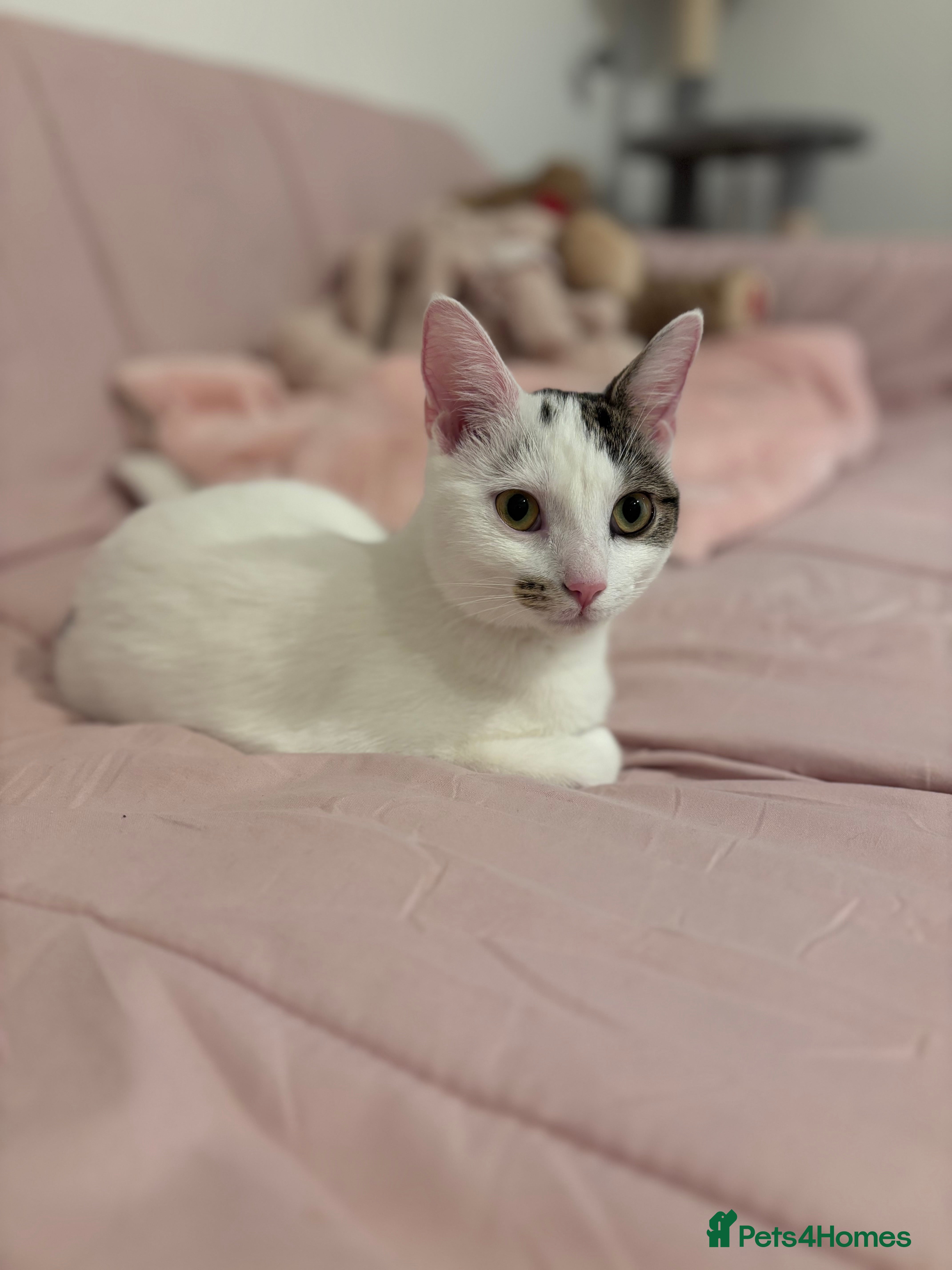 British Shorthair cats Penny - Advert 1