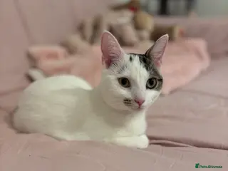 British Shorthair cats Penny - Advert 1