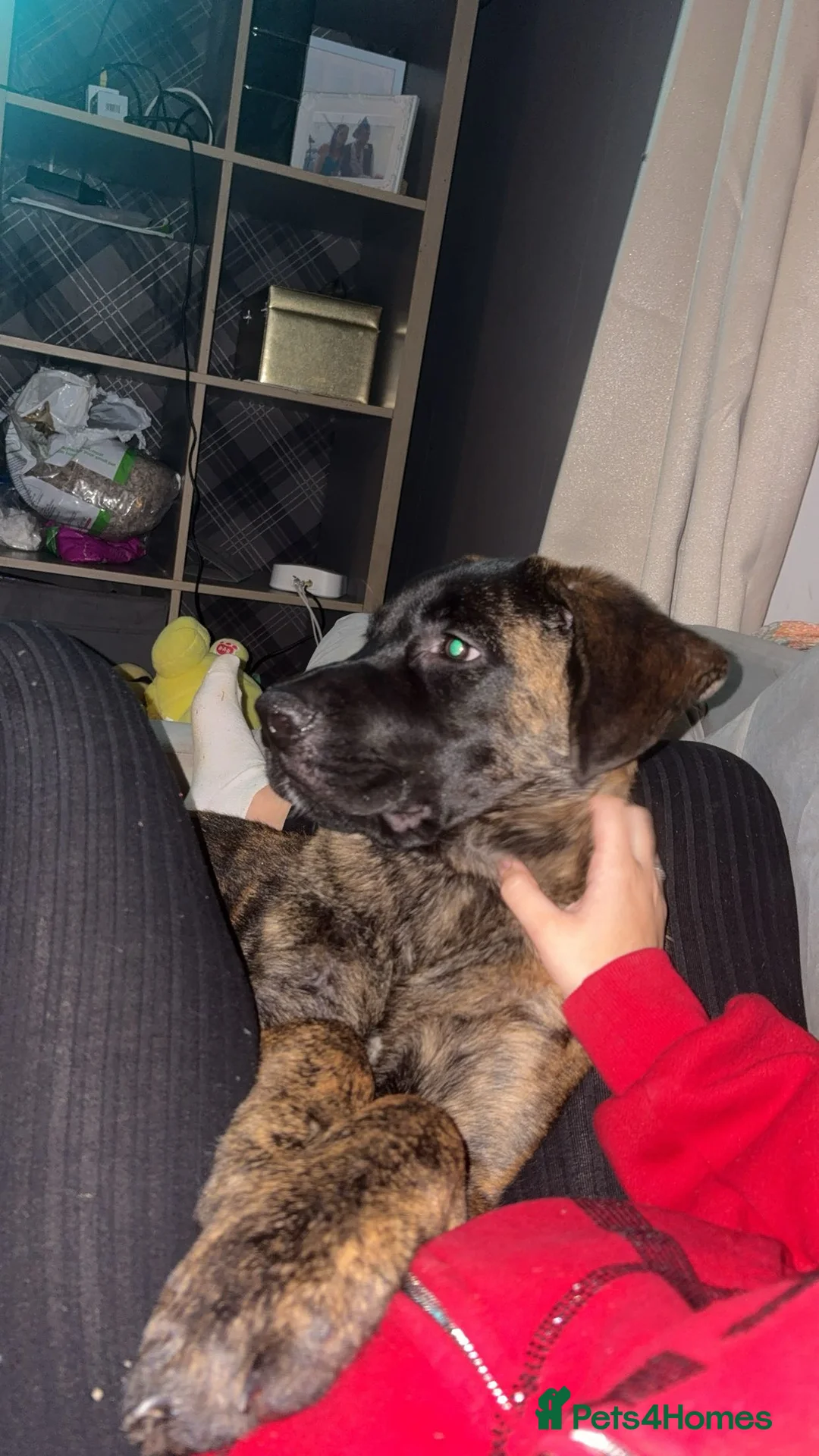 Mixed Breed dogs for sale: Cane corso x German Shepard  - Advert 2