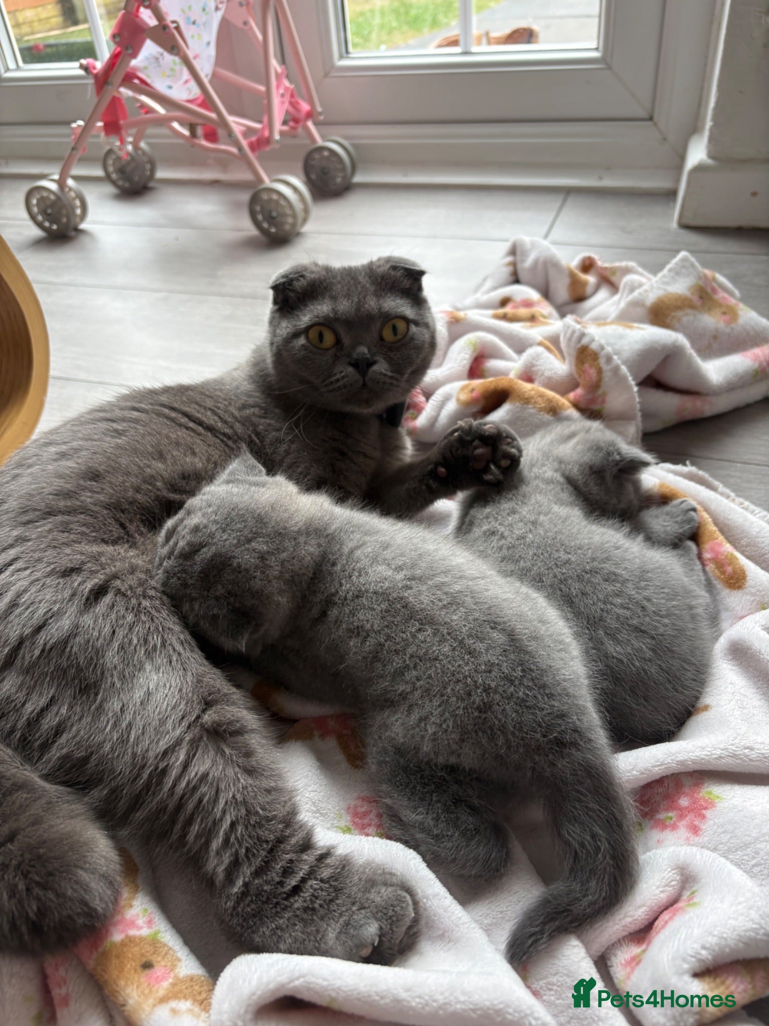 Scottish Fold cats Lovely kittens  - Advert 1