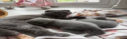 Scottish Fold cats for sale: Lovely kittens  - Advert 1