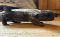 Mixed Breed dogs for sale: Fluffy Frenchie x Jackapoo  - Image 21