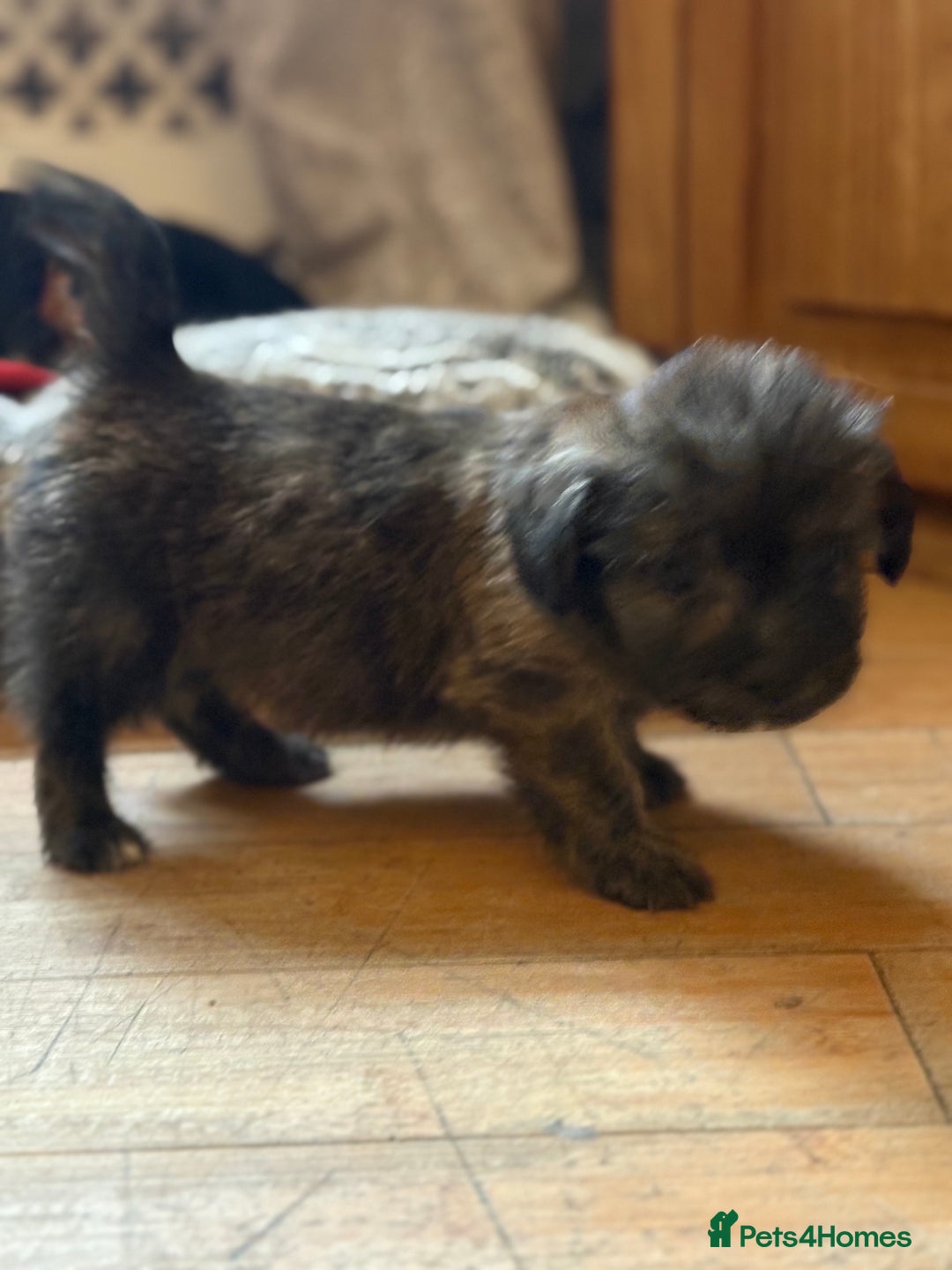 Mixed Breed dogs for sale: Fluffy Frenchie x Jackapoo  - Image 21