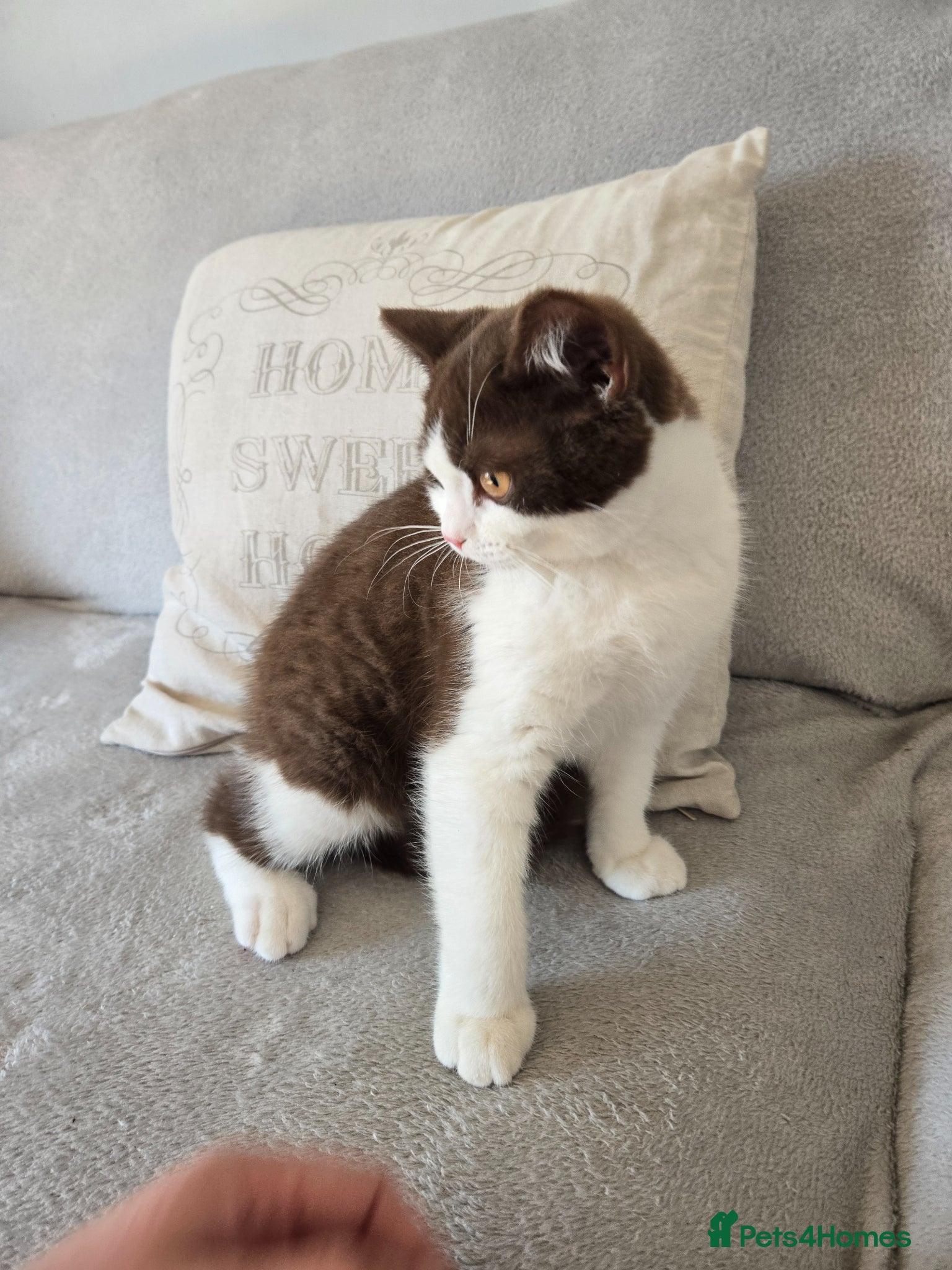 British Shorthair cats ❤️READY NOW❤️ - Advert 16