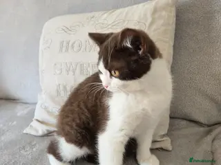 British Shorthair cats ❤️REDUCED TICA REG❤️ - Advert 3