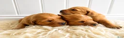 Golden Retriever dogs for sale: Very dark, low COI, KC working golden retrievers  - Advert 3