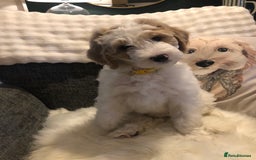 Goldendoodle dogs for sale: Goldendoodle Double Doodle pup ready to go🐾 - Image 9