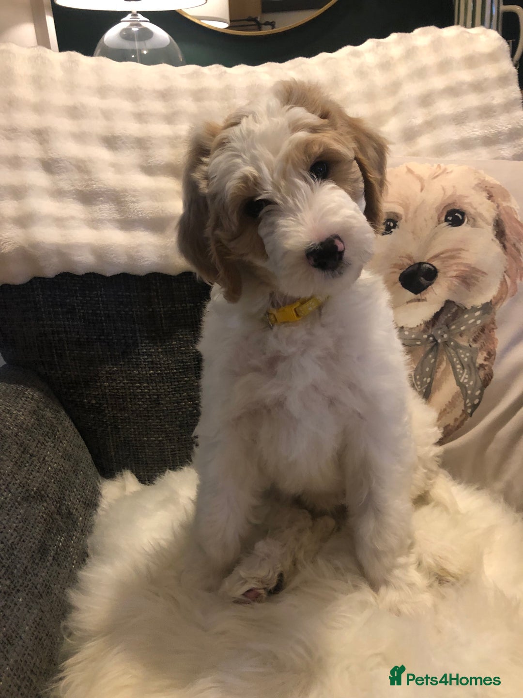 Goldendoodle dogs for sale: Goldendoodle Double Doodle pup ready to go🐾 - Image 9
