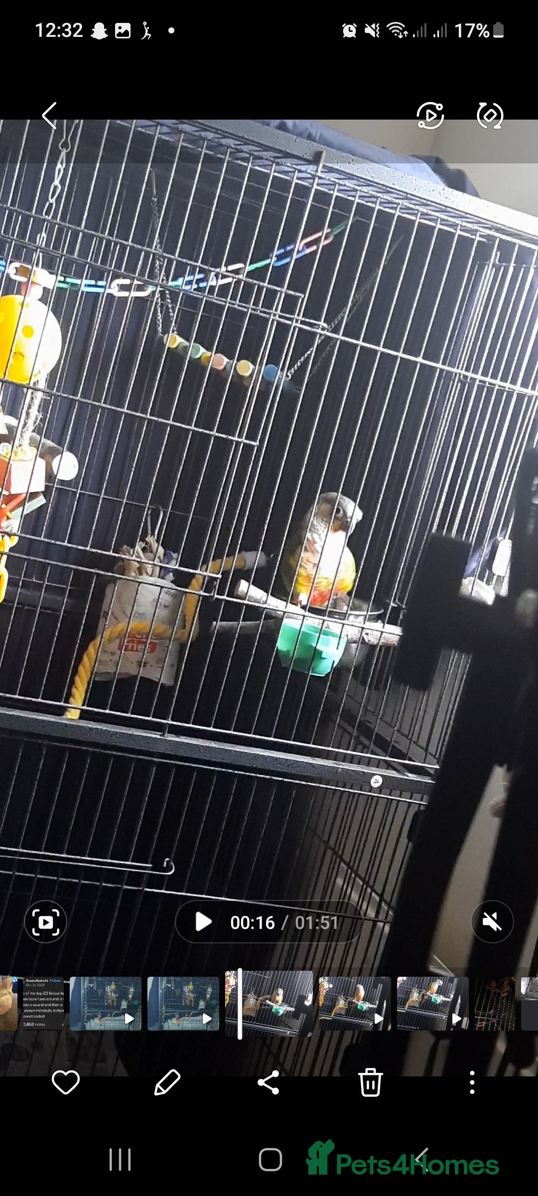 Conures birds for sale: Conure - Image 2