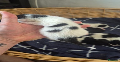 Domestic Shorthair cats 1 black and white female available  - Advert 12