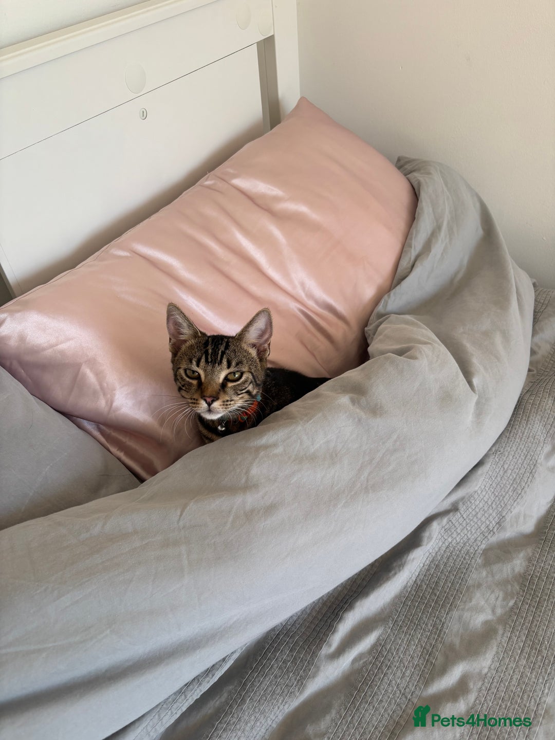 Domestic Shorthair cats for sale: Teddy the cat.  - Image 2
