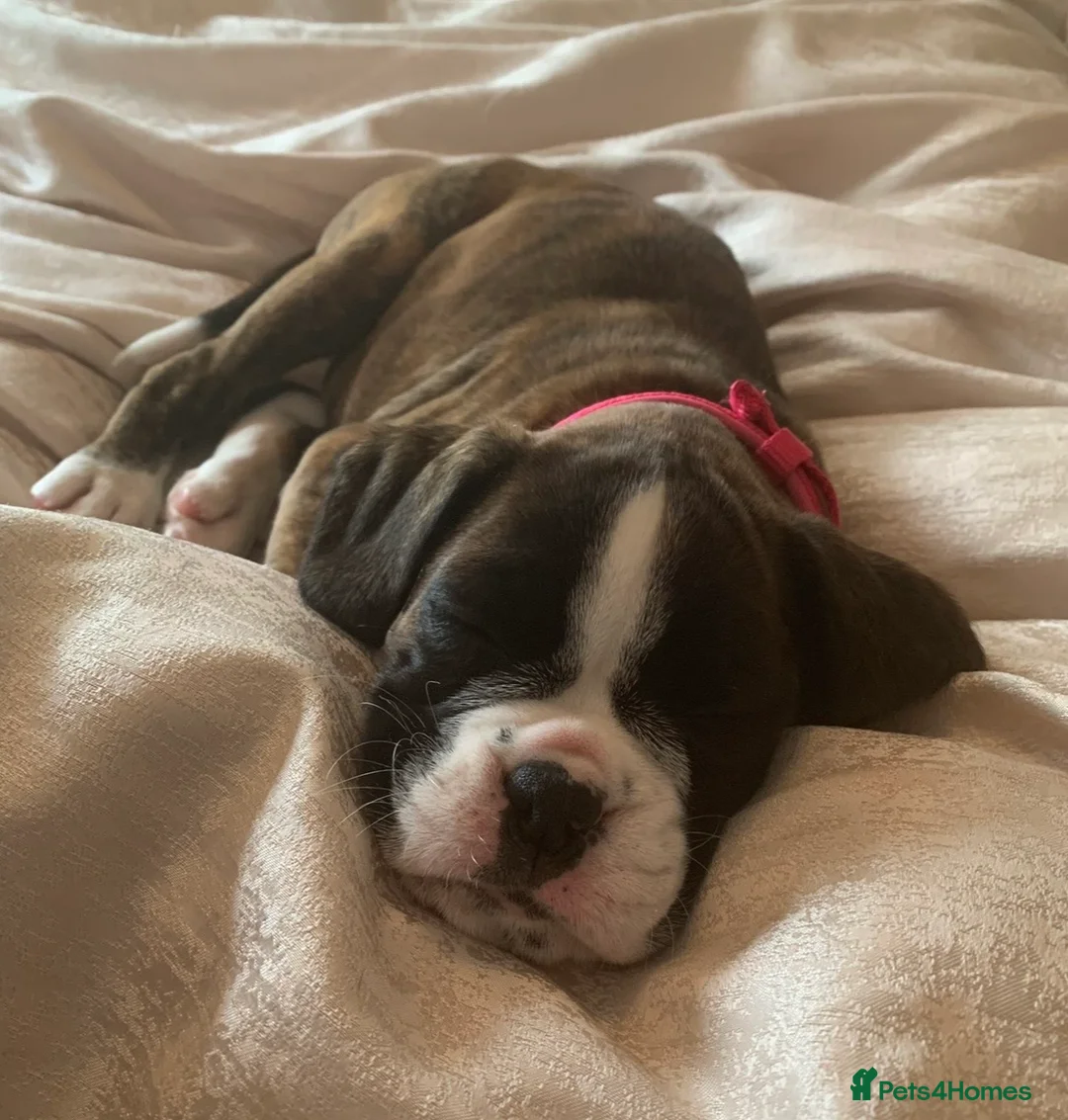 Boxer dogs for sale: Exceptional KC Health Tested Boxers - Advert 8